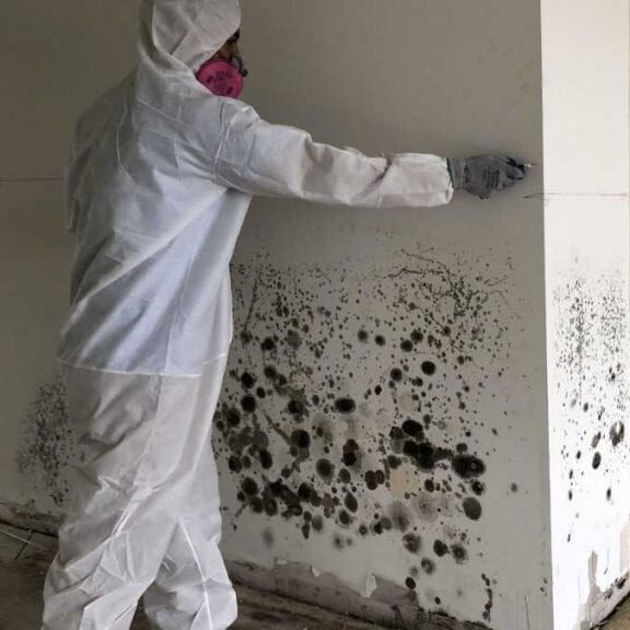 Mold Removal